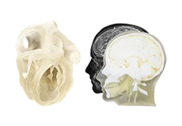 Digital Anatomy 材料
