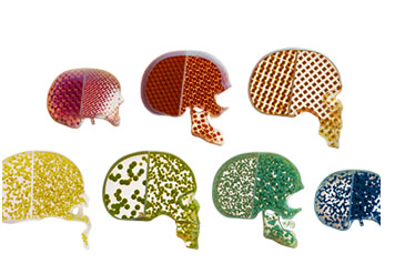 Digital Anatomy Creator